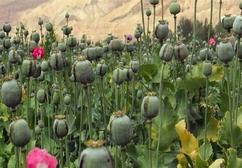 امحای ۱۵ هزار هکتار کشت گیاهان ممنوعه در لرستان/ کشت در مناطق صعبالعبور! امحای ۱۵ هزار هکتار کشت گیاهان ممنوعه در لرستان/ کشت در مناطق صعبالعبور!