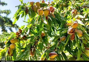 برداشت بادام در لرستان؛ ۴۵ درصد تولید در بروجرد