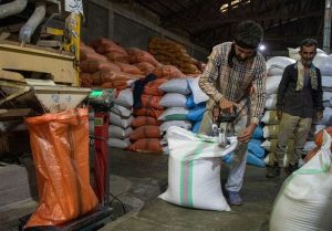 خرید توافقی برنج « فجر»، «دم‌سیاه» و « ندا» در گلستان